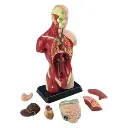 Small Anatomy Set