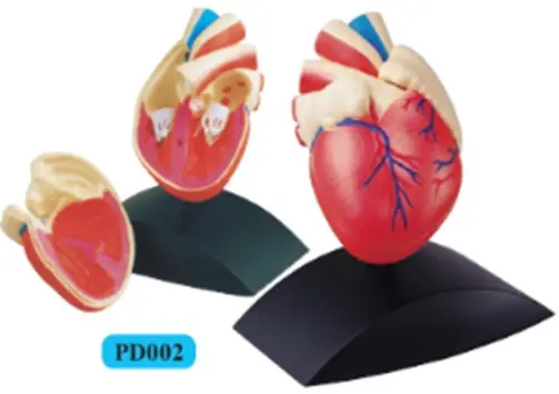 [PD002] Heart Model 