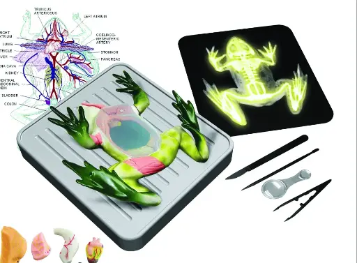[VT021] What’s inside? Stimulated Frog