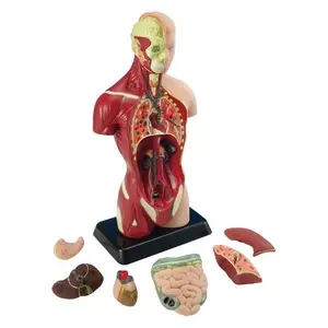 [MK027] Small Anatomy Set